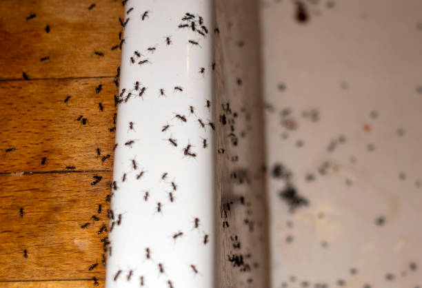 Best Affordable Pest Control Services  in Francis, UT