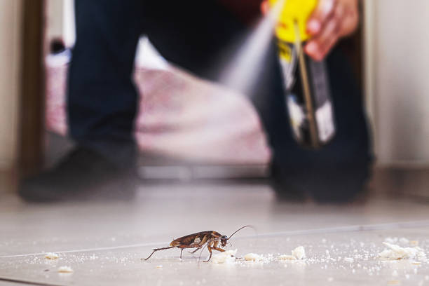 Best Bed Bug Extermination  in Francis, UT
